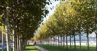 Профессиональная посадка деревьев и кустарников в Екатеринбурге в октябре